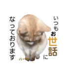 ハーツ保護猫シェルター支援・仕事その他（個別スタンプ：2）
