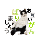 ハーツ保護猫シェルター支援・仕事その他（個別スタンプ：3）