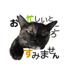 ハーツ保護猫シェルター支援・仕事その他（個別スタンプ：4）