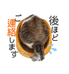 ハーツ保護猫シェルター支援・仕事その他（個別スタンプ：5）