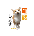 ハーツ保護猫シェルター支援・仕事その他（個別スタンプ：6）