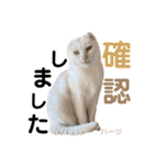 ハーツ保護猫シェルター支援・仕事その他（個別スタンプ：7）