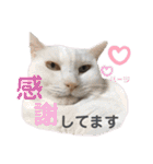 ハーツ保護猫シェルター支援・仕事その他（個別スタンプ：8）