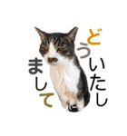 ハーツ保護猫シェルター支援・仕事その他（個別スタンプ：9）