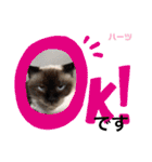 ハーツ保護猫シェルター支援・仕事その他（個別スタンプ：11）