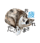 ハーツ保護猫シェルター支援・仕事その他（個別スタンプ：12）