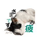 ハーツ保護猫シェルター支援・仕事その他（個別スタンプ：13）