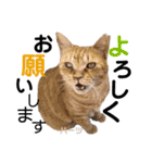 ハーツ保護猫シェルター支援・仕事その他（個別スタンプ：14）