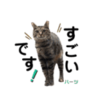 ハーツ保護猫シェルター支援・仕事その他（個別スタンプ：15）