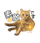ハーツ保護猫シェルター支援・仕事その他（個別スタンプ：16）
