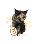 ハーツ保護猫シェルター支援・仕事その他（個別スタンプ：17）