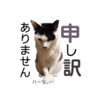 ハーツ保護猫シェルター支援・仕事その他（個別スタンプ：18）