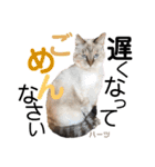 ハーツ保護猫シェルター支援・仕事その他（個別スタンプ：19）