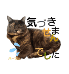 ハーツ保護猫シェルター支援・仕事その他（個別スタンプ：20）