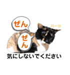 ハーツ保護猫シェルター支援・仕事その他（個別スタンプ：21）