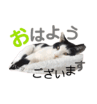 ハーツ保護猫シェルター支援・仕事その他（個別スタンプ：22）