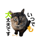 ハーツ保護猫シェルター支援・仕事その他（個別スタンプ：23）
