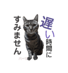 ハーツ保護猫シェルター支援・仕事その他（個別スタンプ：24）