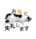 ハーツ保護猫シェルター支援・仕事その他（個別スタンプ：25）