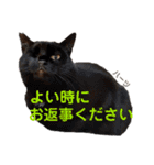 ハーツ保護猫シェルター支援・仕事その他（個別スタンプ：26）