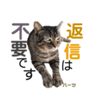 ハーツ保護猫シェルター支援・仕事その他（個別スタンプ：27）