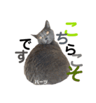 ハーツ保護猫シェルター支援・仕事その他（個別スタンプ：28）