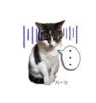 ハーツ保護猫シェルター支援・仕事その他（個別スタンプ：29）