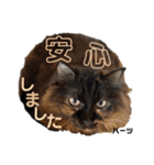 ハーツ保護猫シェルター支援・仕事その他（個別スタンプ：30）