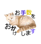 ハーツ保護猫シェルター支援・仕事その他（個別スタンプ：31）