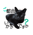 ハーツ保護猫シェルター支援・仕事その他（個別スタンプ：32）