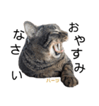 ハーツ保護猫シェルター支援・仕事その他（個別スタンプ：33）