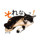 ハーツ保護猫シェルター支援・仕事その他（個別スタンプ：34）