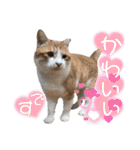 ハーツ保護猫シェルター支援・仕事その他（個別スタンプ：35）