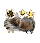 ハーツ保護猫シェルター支援・仕事その他（個別スタンプ：36）