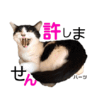 ハーツ保護猫シェルター支援・仕事その他（個別スタンプ：39）