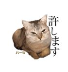ハーツ保護猫シェルター支援・仕事その他（個別スタンプ：40）