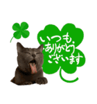 シャルトリューのおはぎ2（個別スタンプ：3）
