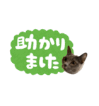 シャルトリューのおはぎ2（個別スタンプ：5）