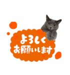 シャルトリューのおはぎ2（個別スタンプ：6）
