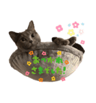 シャルトリューのおはぎ2（個別スタンプ：8）
