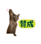 シャルトリューのおはぎ2（個別スタンプ：9）