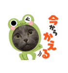シャルトリューのおはぎ2（個別スタンプ：13）