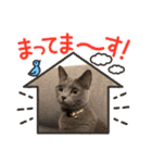 シャルトリューのおはぎ2（個別スタンプ：14）