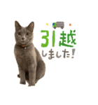 シャルトリューのおはぎ2（個別スタンプ：32）