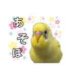 可愛いインコのぴろちゃん2（個別スタンプ：13）