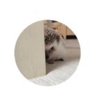 ハリーちゃんの日常スタンプ（個別スタンプ：1）