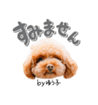トイプーbyゆう子（個別スタンプ：2）