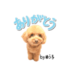 トイプーbyゆう子（個別スタンプ：3）
