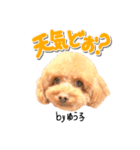 トイプーbyゆう子（個別スタンプ：5）