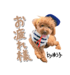 トイプーbyゆう子（個別スタンプ：6）